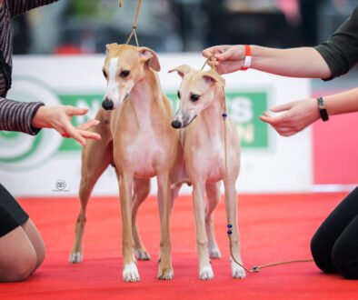 339022842_1415581622608043_6137017150545619587_n