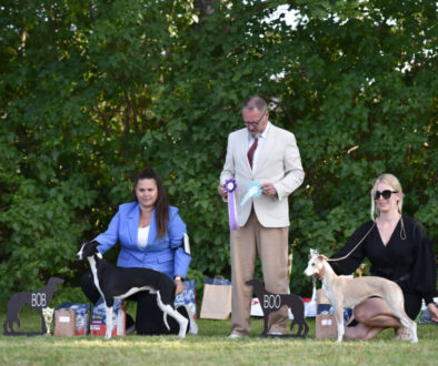 whippet_specialty_latvia_tiny