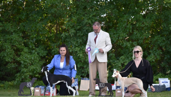 whippet_specialty_latvia_tiny