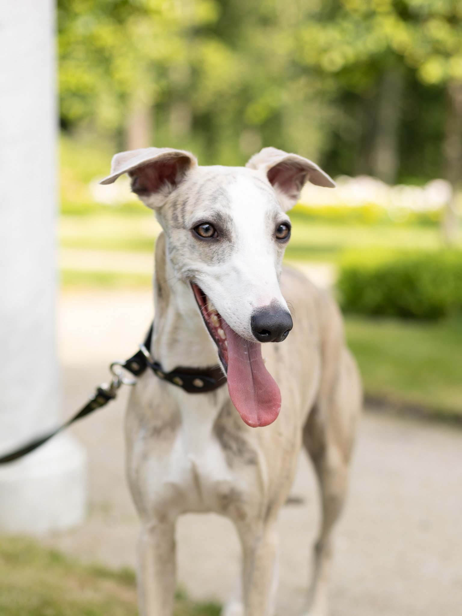 vipetas Magnum Aliuzija