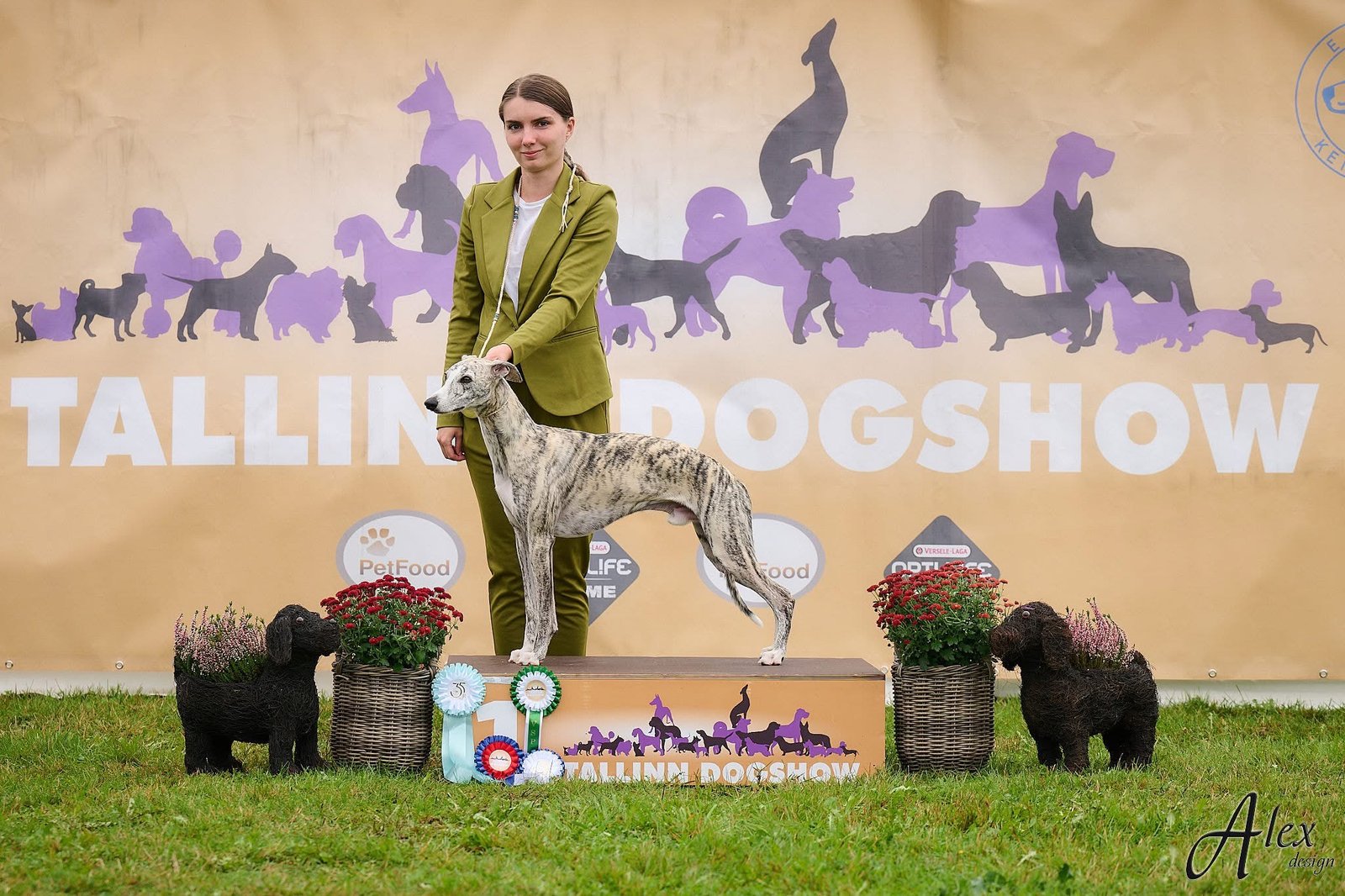 vipetas my camelot shaheen